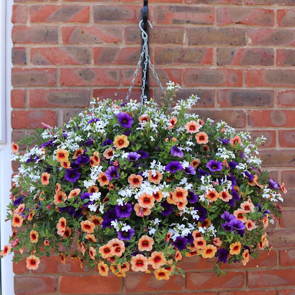 Thompson and Morgan Fruit Salad Preplanted Hanging Basket 35cm Image 3
