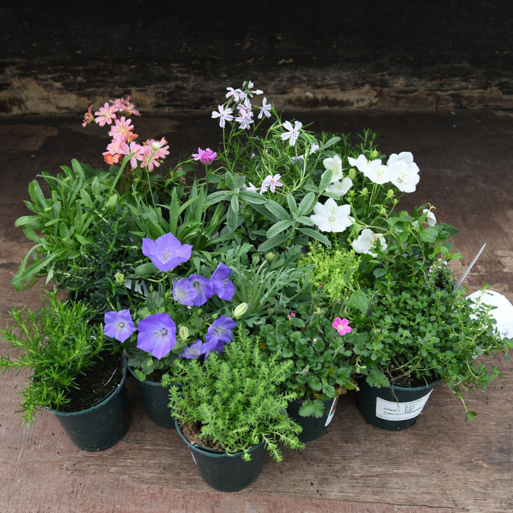 Thompson & Morgan Nurserymans Choice Alpine Mix Jumbo Plant Plug 20 Pack Image 7