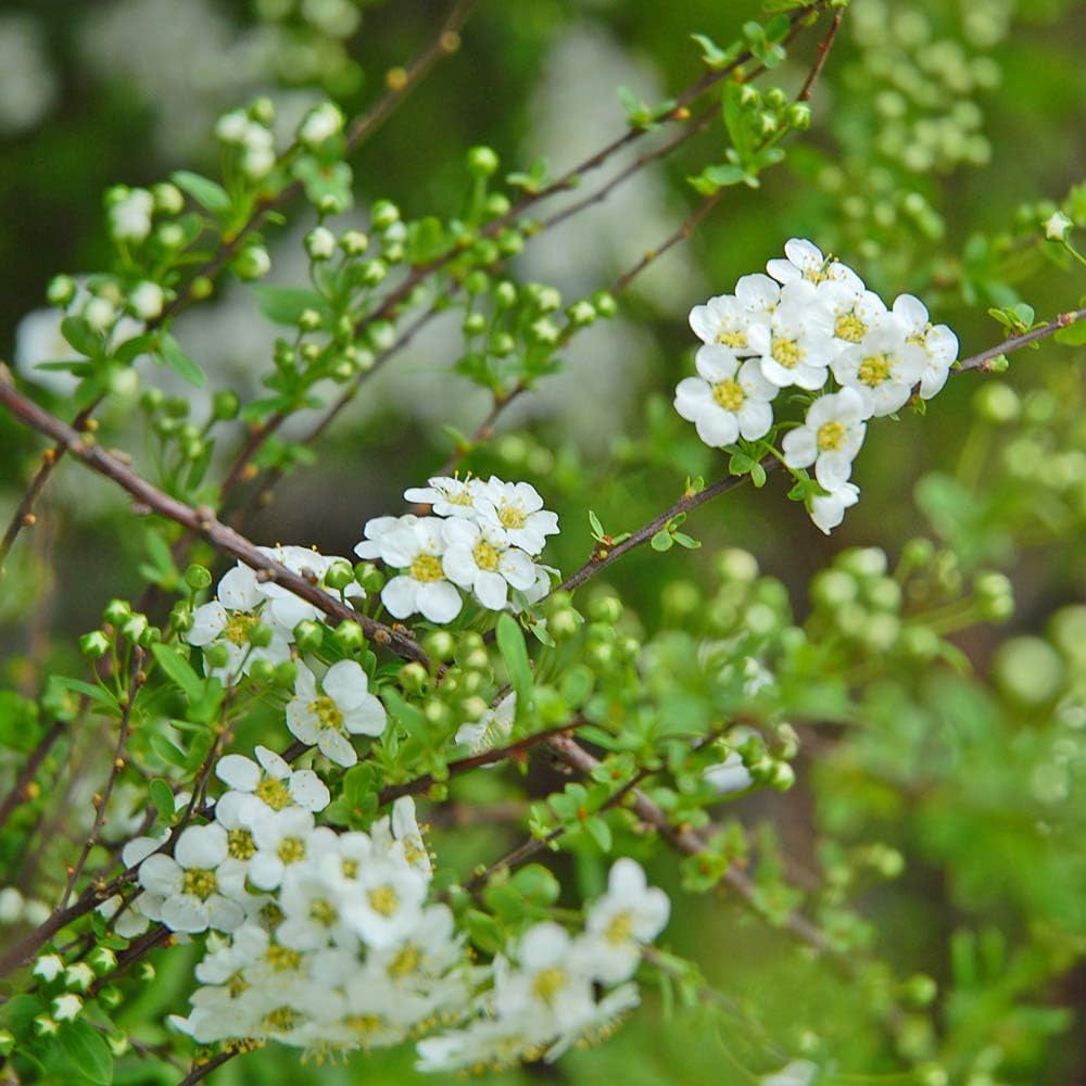 Thompson and Morgan Spiraea Arguta Potted Plant 9cm Image 3