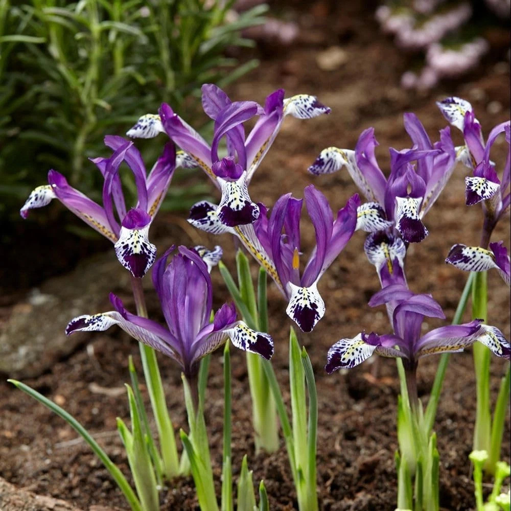 Thompson and Morgan Iris Reticulata Spot On Autumn Planting Bulb 8 Pack Image 3