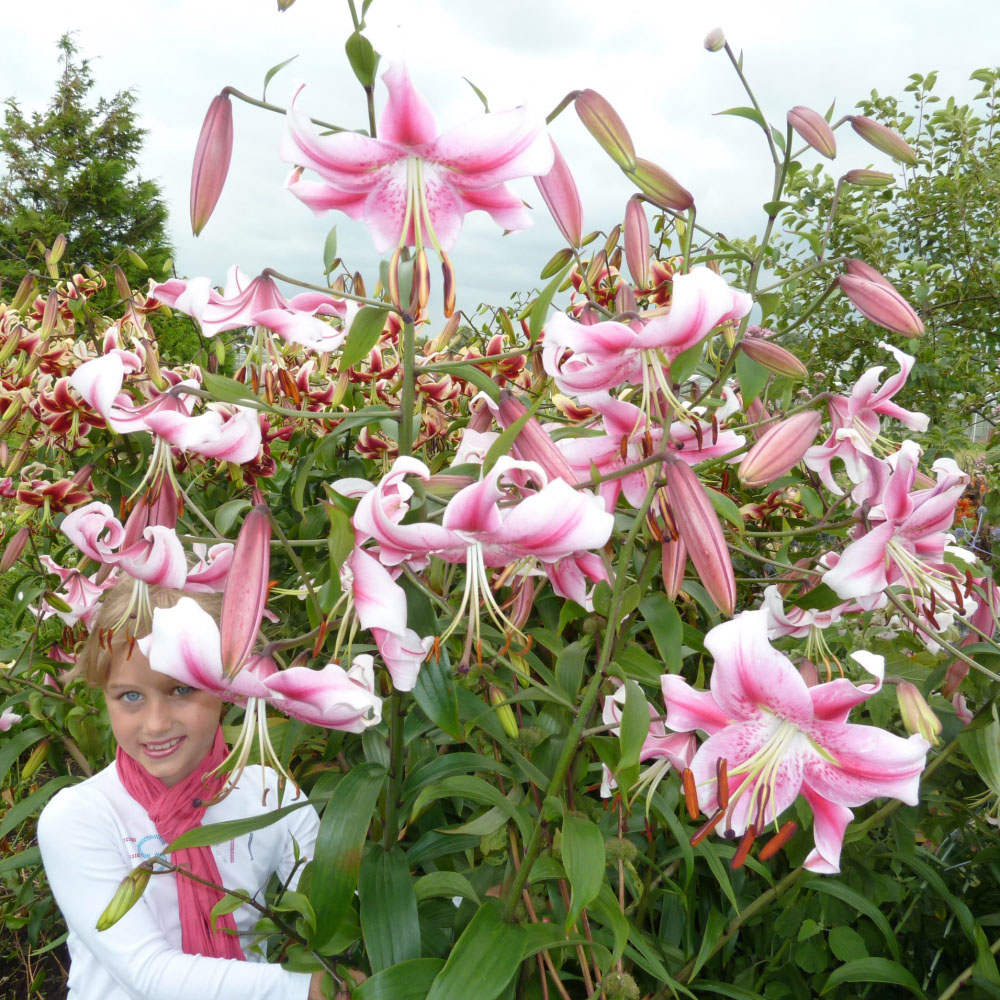 Thompson and Morgan Tree Lily Anastasia Planting Bulb 3 Pack Image 3