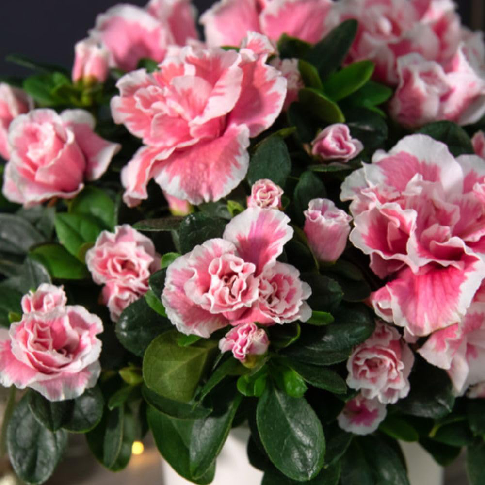 Thompson and Morgan Christmas Gift Pink and White Azalea Plant Pot 12cm Image 2