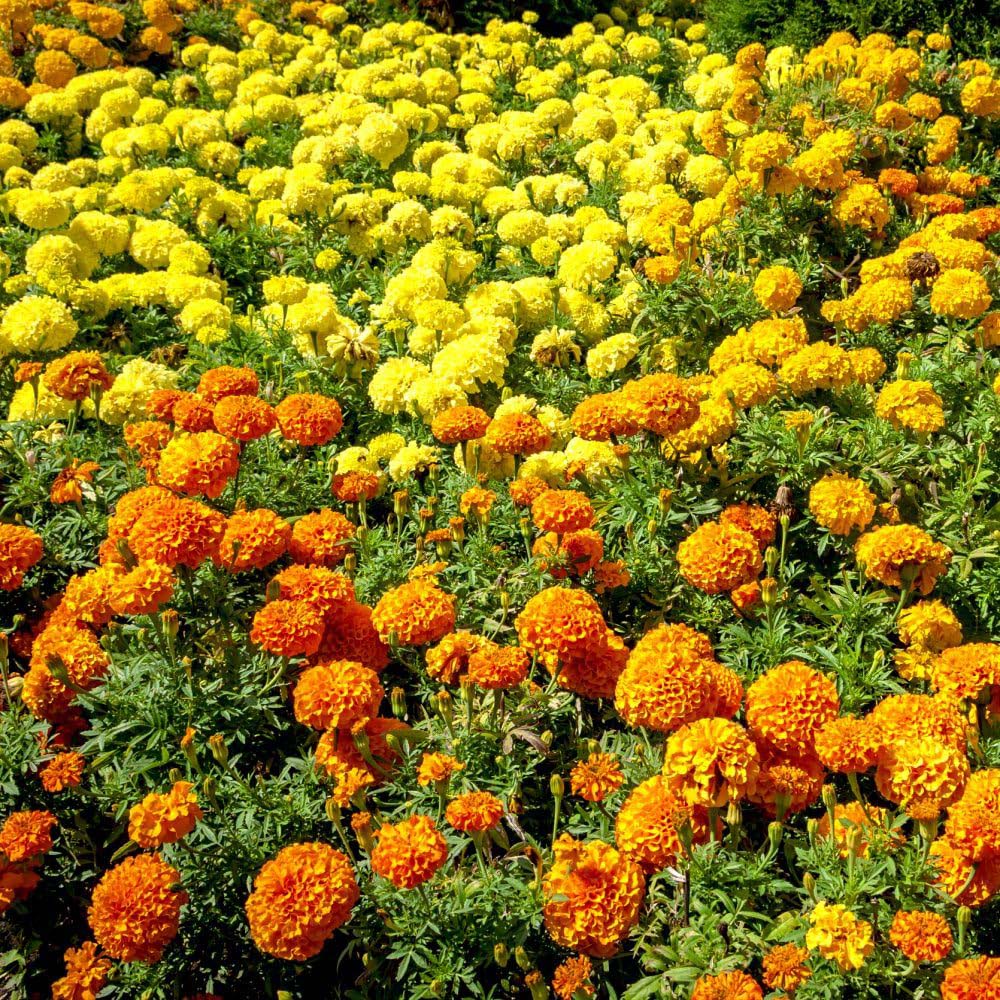 Thompson and Morgan Marigold Marvel Mix Garden Ready Plant 15 Pack Image 8