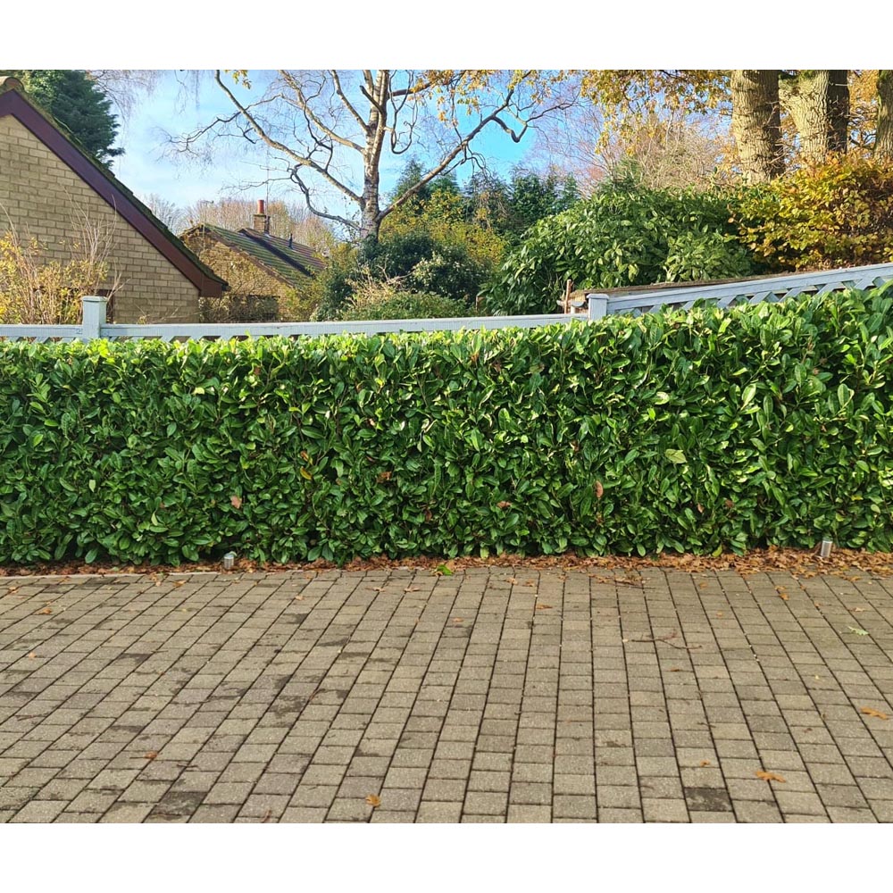 Inspirational Gifting Laurel Evergreen Bare Root Hedge Plant 2-3ft 10 Pack Image 6