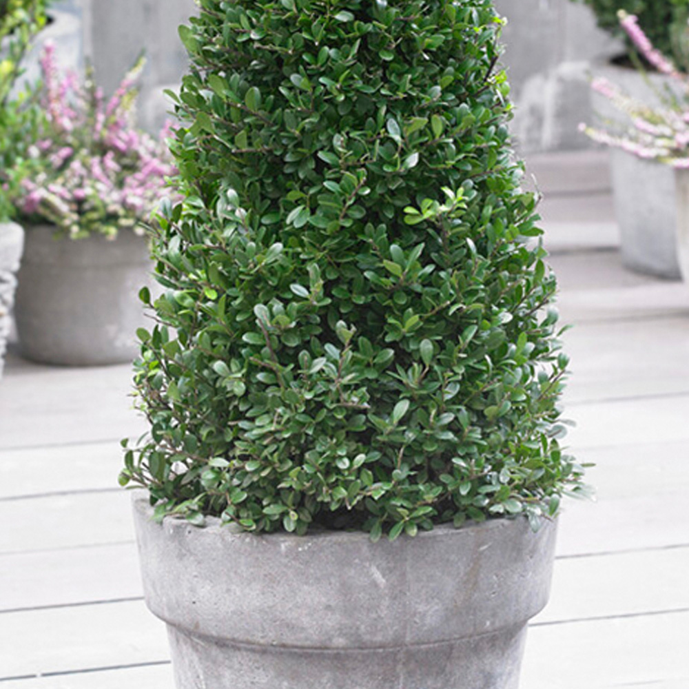 YouGarden Pair of Japanese Holly Pyramids Ilex Crenata Plant Image 2