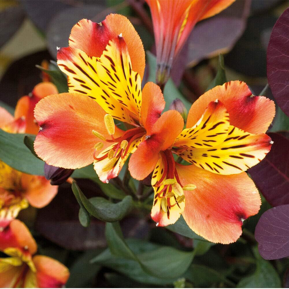 Thompson and Morgan Alstroemeria Summer Duo Jumbo Plug Plant 4 Pack Image 6