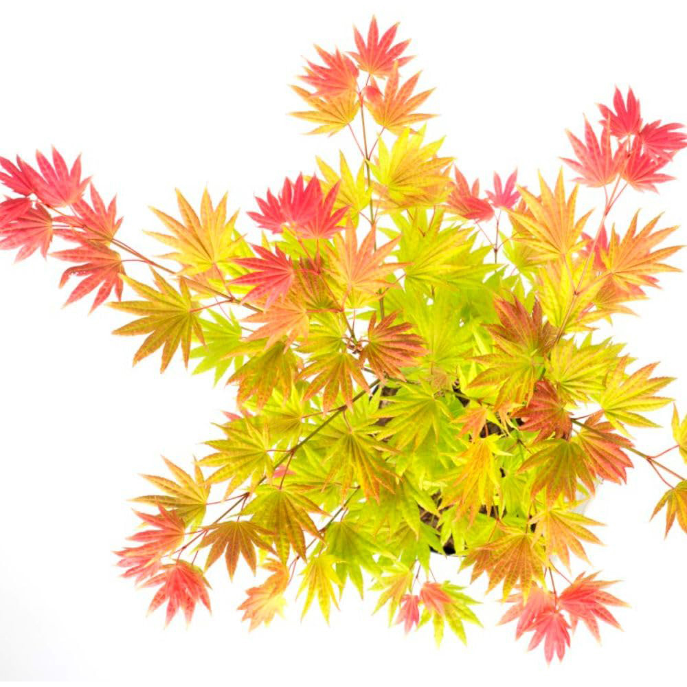 Thompson and Morgan Acer Mini Standard Shirasawanum Moonrise Plant Pot 3L Image 2