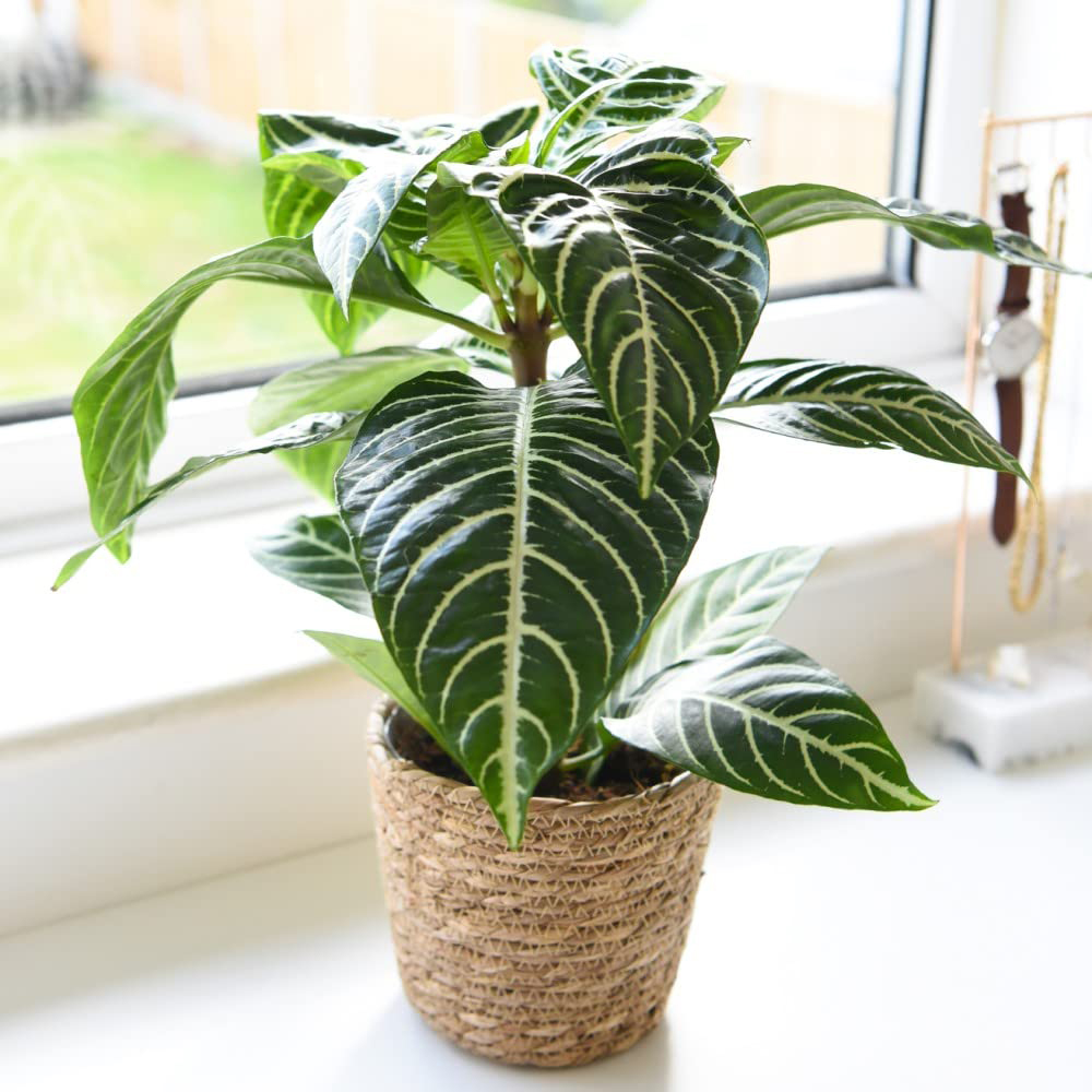 Thompson and Morgan Aphelandra Squarrosa Plant Pot 13cm Image 5