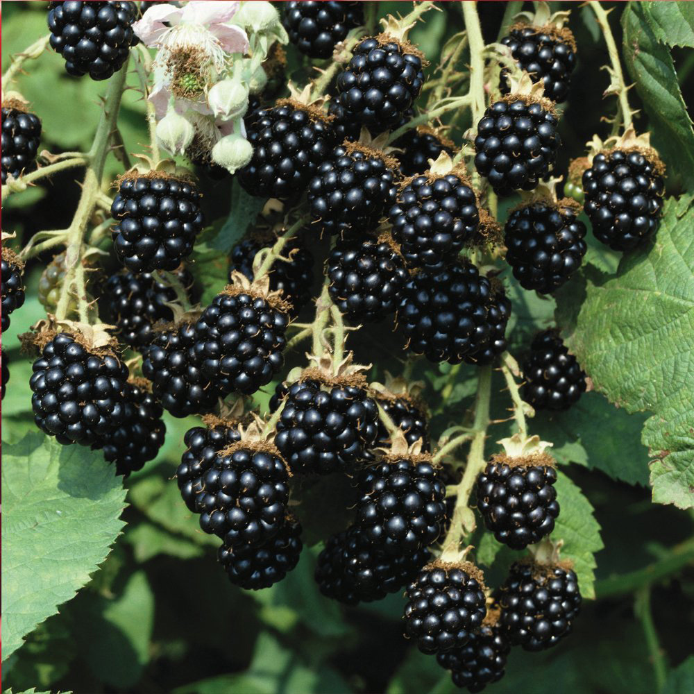 Thompson & Morgan Blackberry Loch Ness Potted Plant 9cm Image 1