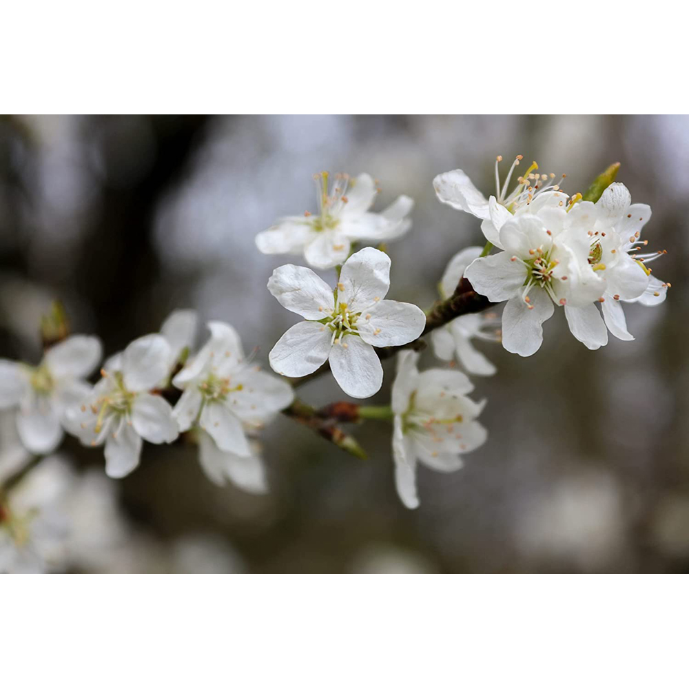 Inspirational Gifting Wild Cherry Bare Root Hedge Plant Saplings 2-3ft 10 Pack Image 4