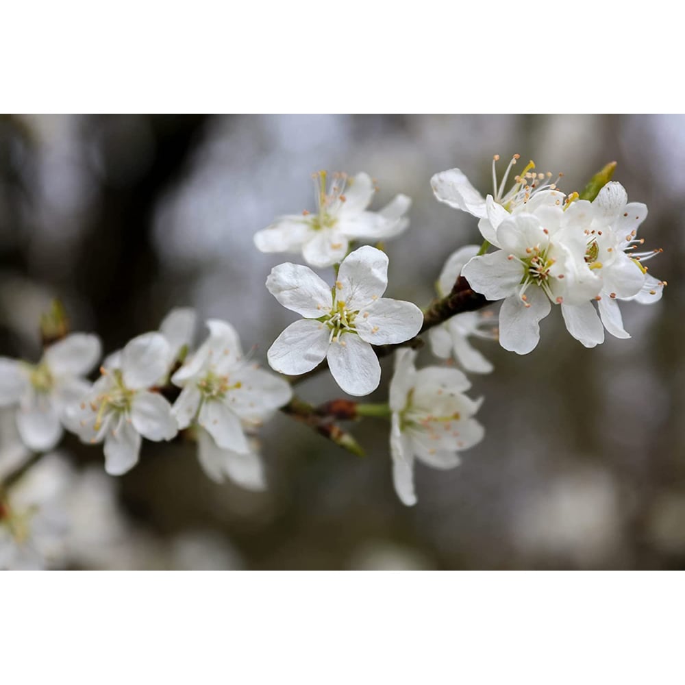 Inspirational Gifting Wild Cherry Bare Root Hedge Plant Saplings 3-4ft 5 Pack Image 4