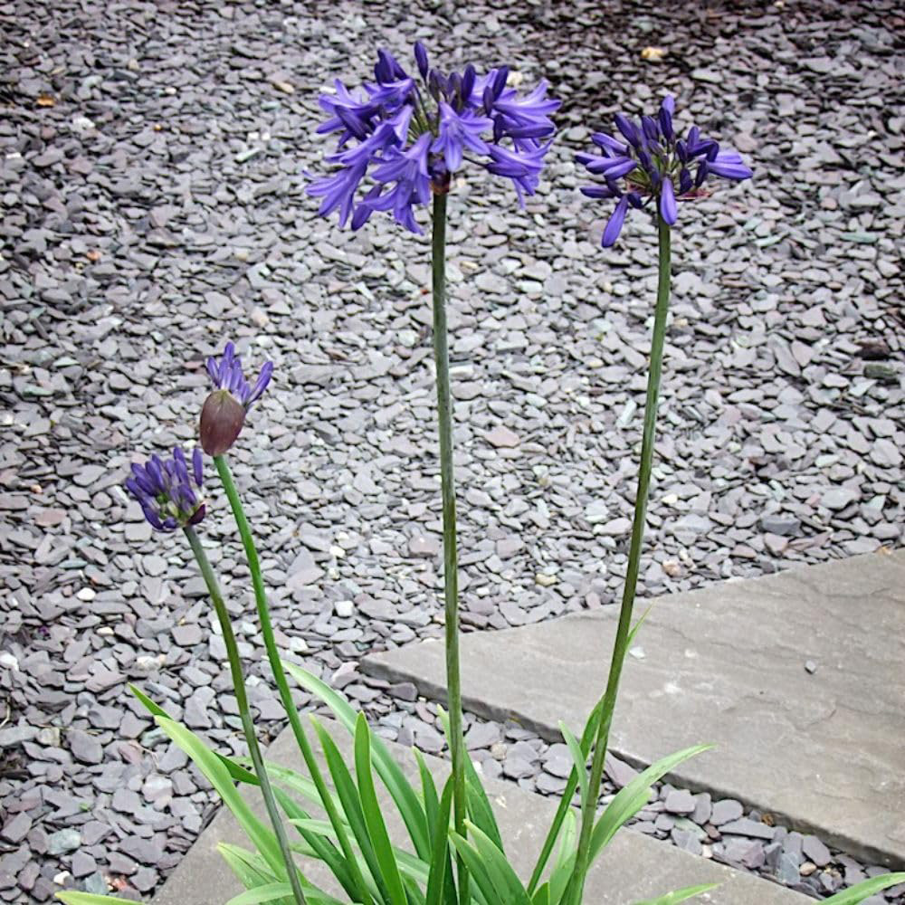 Thompson & Morgan Agapanthus Africanus His Majesty Plant Pot 3L Image 3