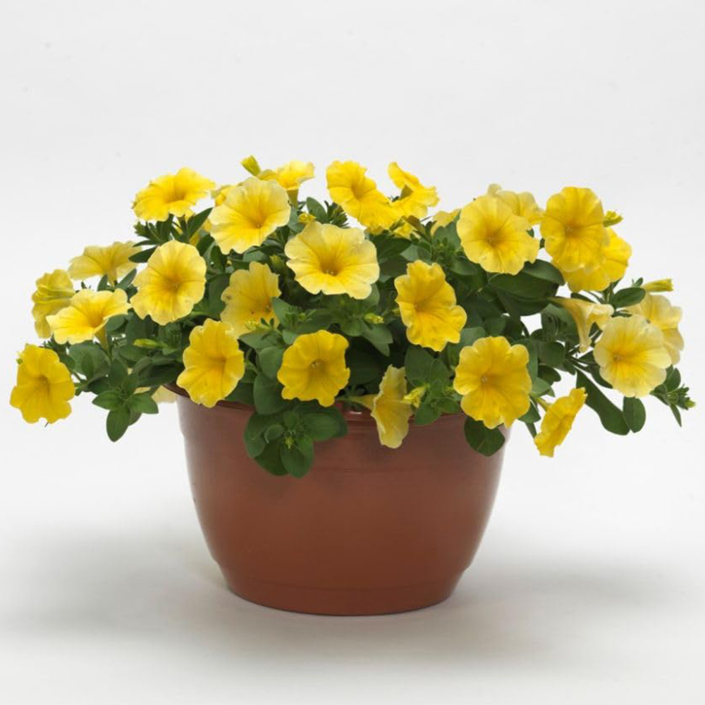 Thompson and Morgan Petunia Yellow Caliburst Petchoa Plant Plugs 12 Pack Image 2