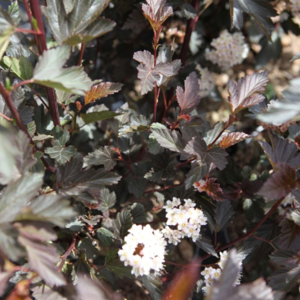 Thompson and Morgan Physocarpus Opulifolius Diabolo Plant Pot 9cm Image 2