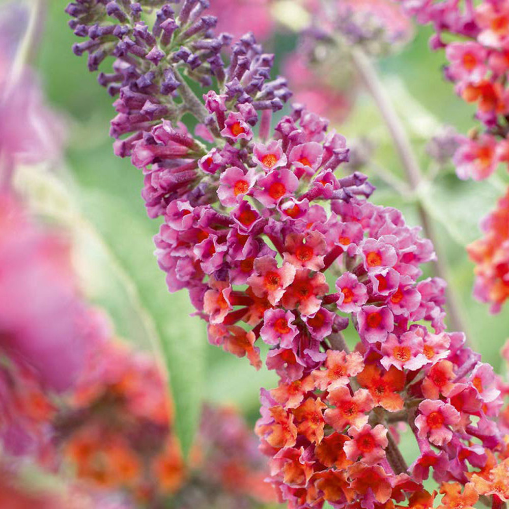 Thompson and Morgan Buddleja Flower Power Plant Pot 2L 2 Pack Image 4