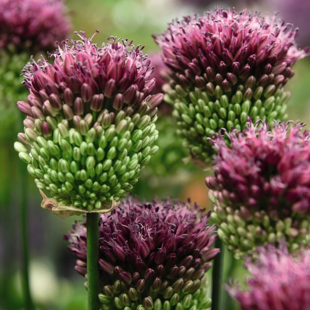 Thompson and Morgan Allium Drumstick Planting Bulb 40 Pack Image 2