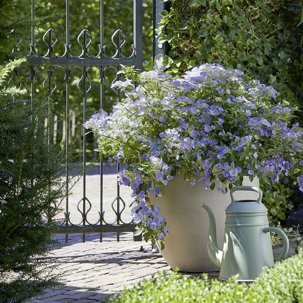 Thompson and Morgan Hydrangea French Bolero Plant Pot 13cm 2 Pack Image 8