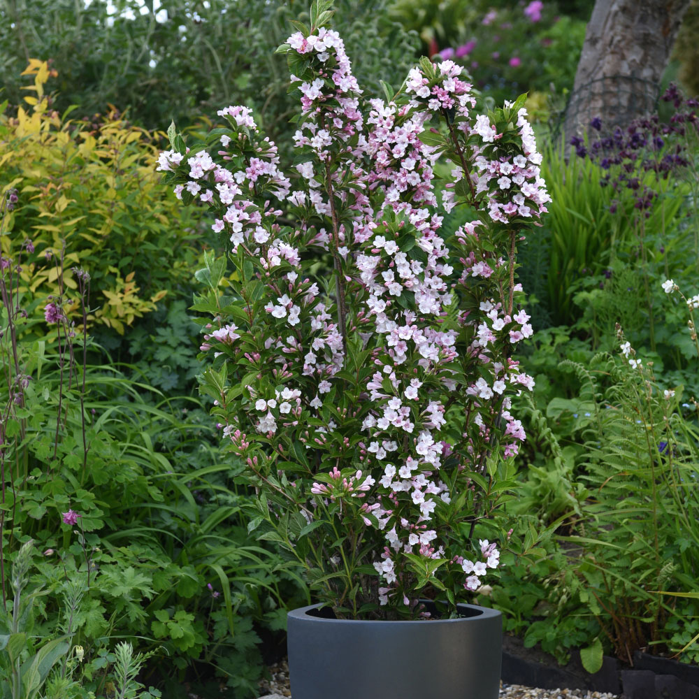 Thompson and Morgan Weigela Towers of Flowers Apple Blossom Plant Pot 9cm Image 2