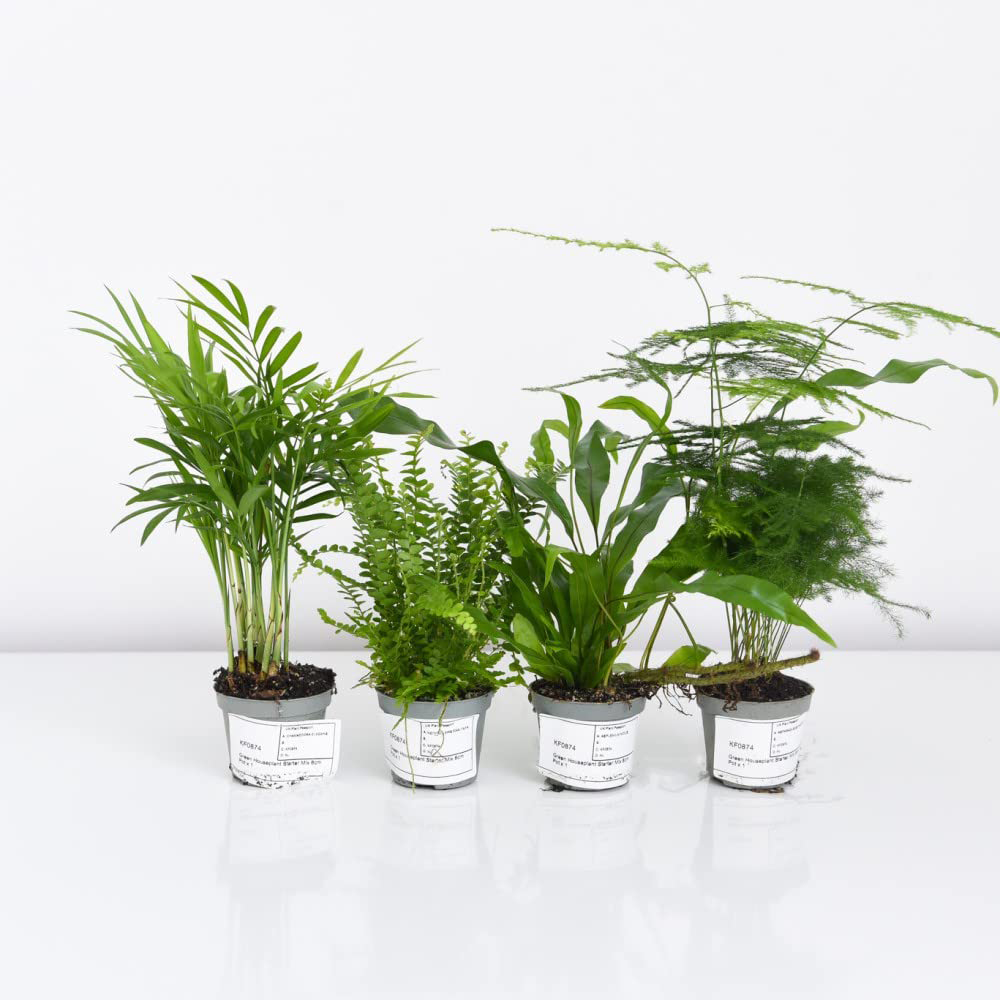 Thompson & Morgan Green Houseplant Starter Mix Potted Plant 6cm 3 Pack Image 4