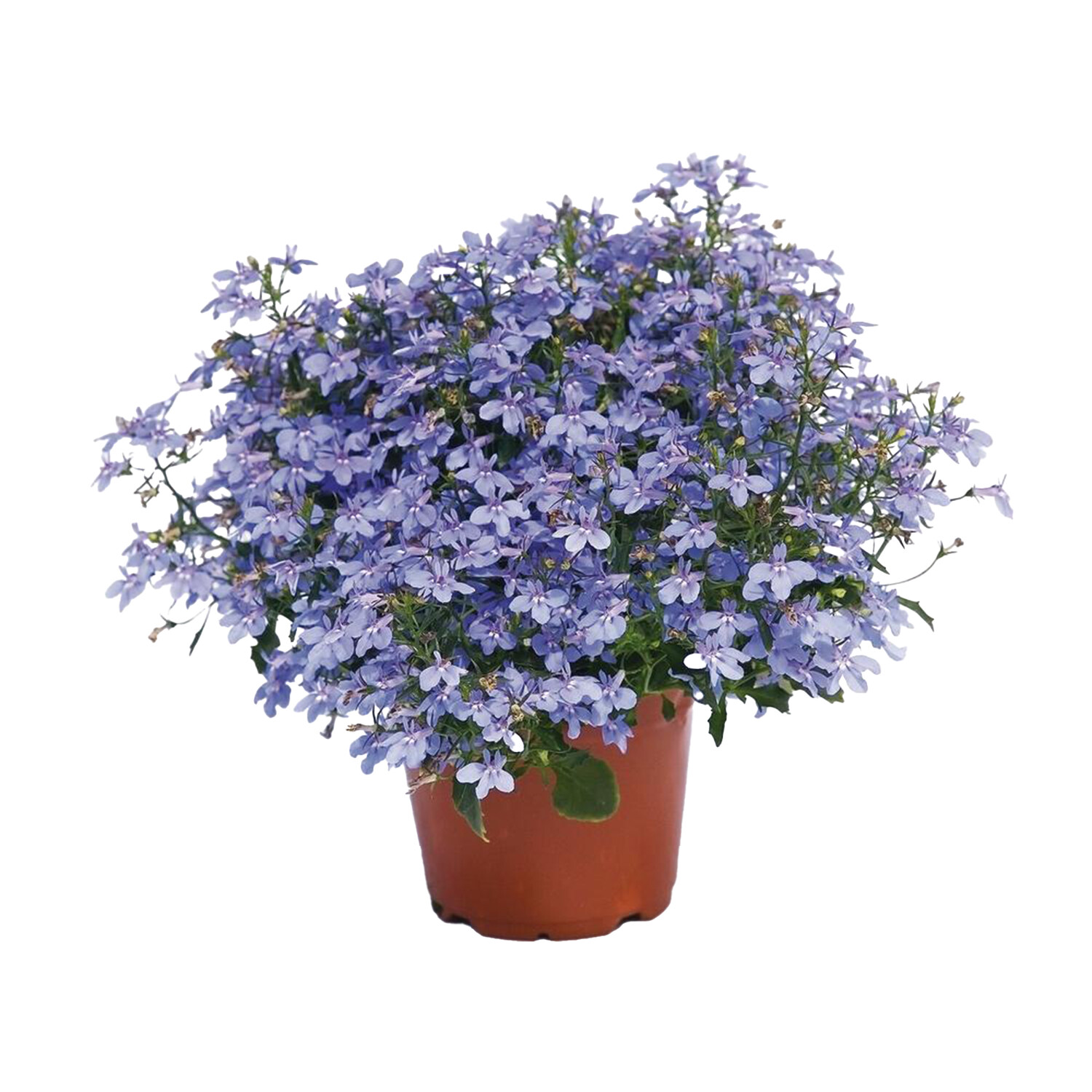 Peren Lobelia Mix Image