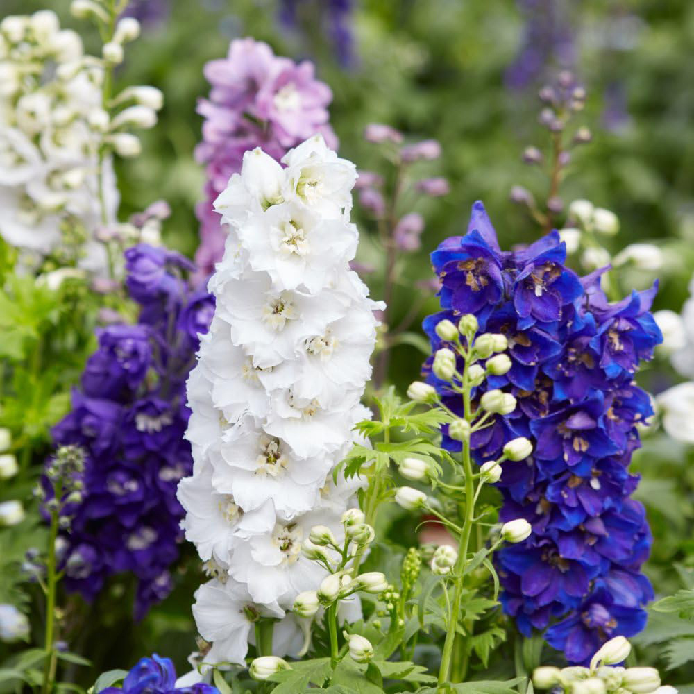 Thompson and Morgan Ultimate Autumn Planting Perennial Collection Garden Ready Plant 60 Pack Image 5