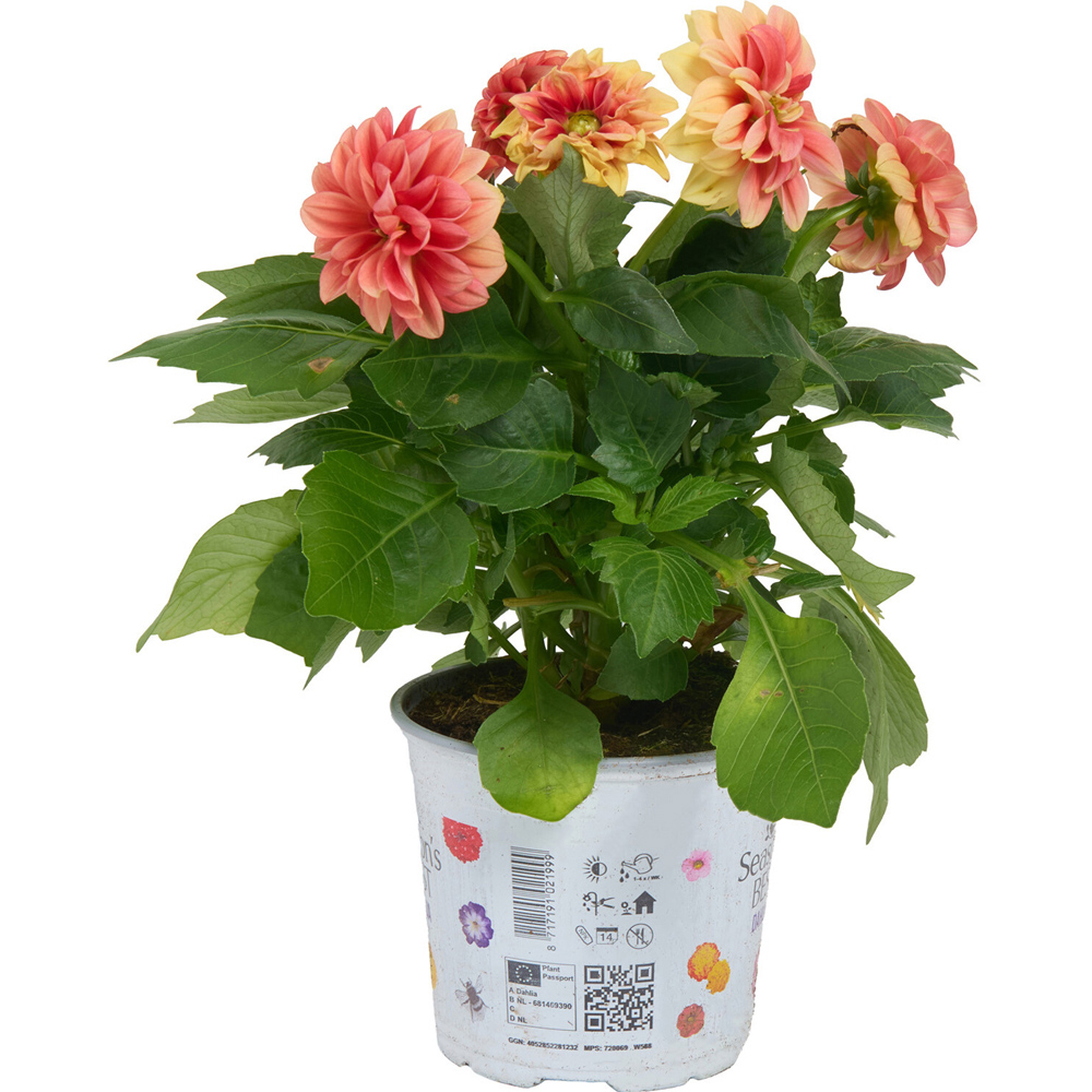 Dahlia Seasons Best Plant Image 3