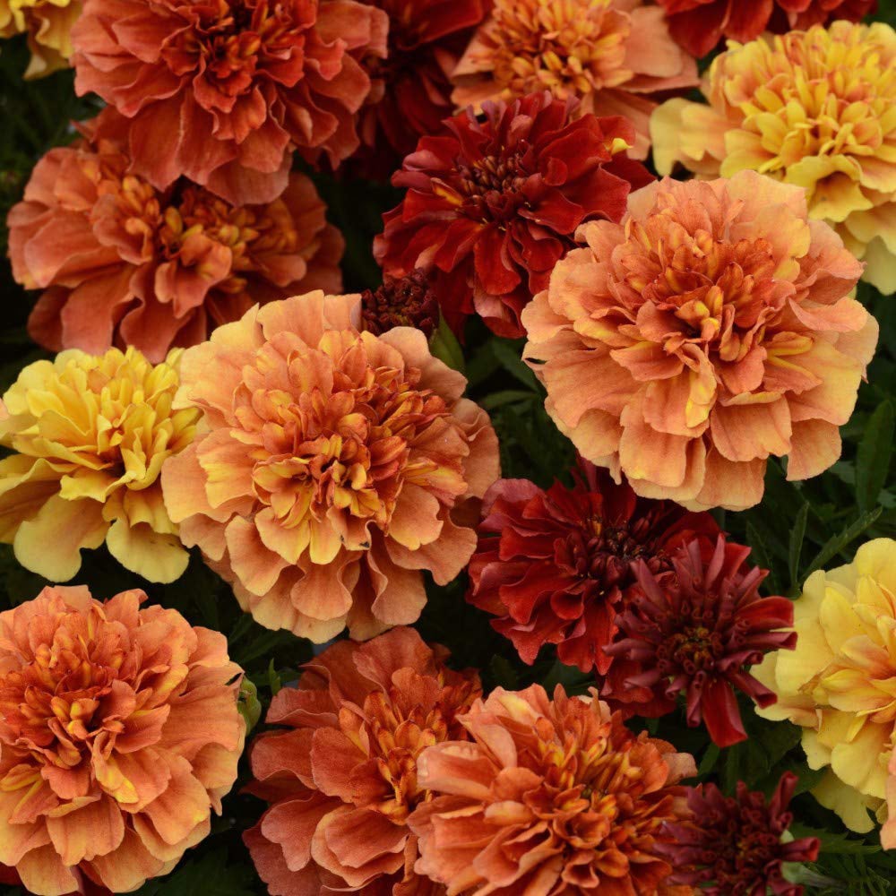 Thompson and Morgan Marigold Strawberry Blonde Garden Ready Plant 15 Pack Image 1