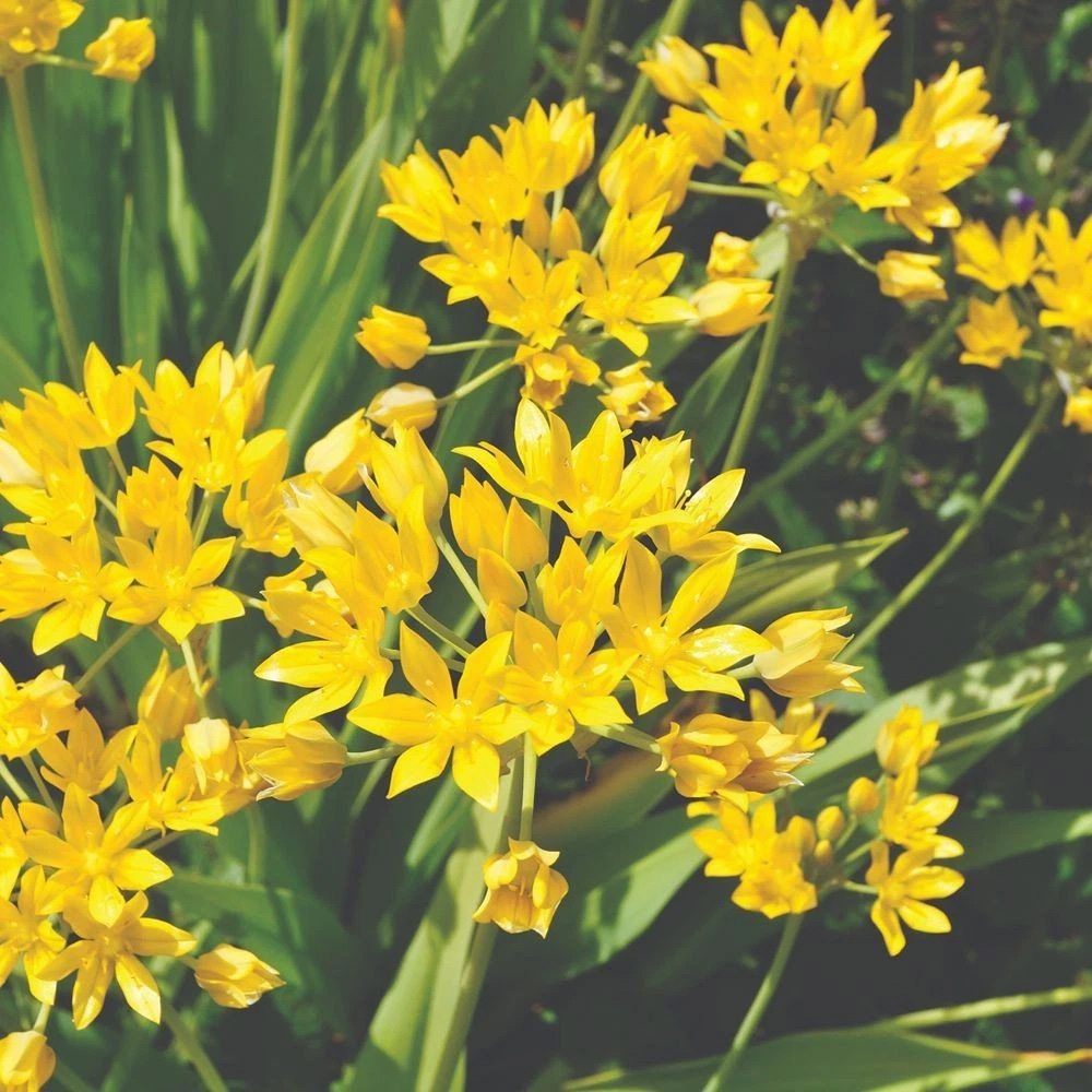 Thompson and Morgan Mixed Spring Planting Bulb 300 Pack Image 3