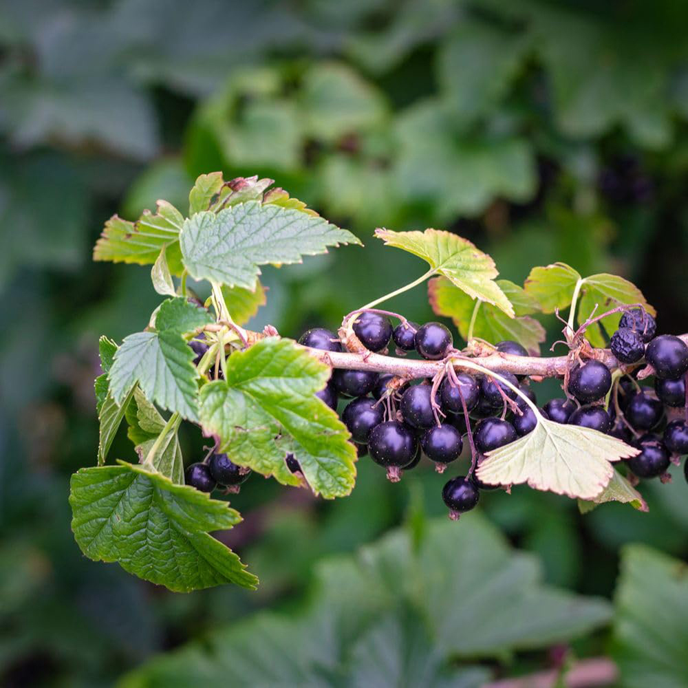 Thompson and Morgan Blackcurrant Ribes Ben Sarek Plant Pot 2L 2 Pack Image 3