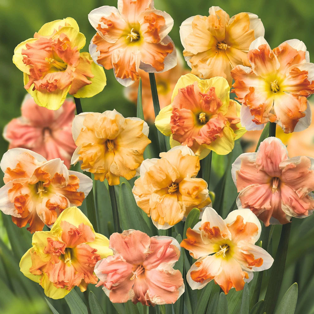 Thompson and Morgan Daffodil Rainbow Butterfly Mixed Spring Planting Bulb 8 Pack Image 2