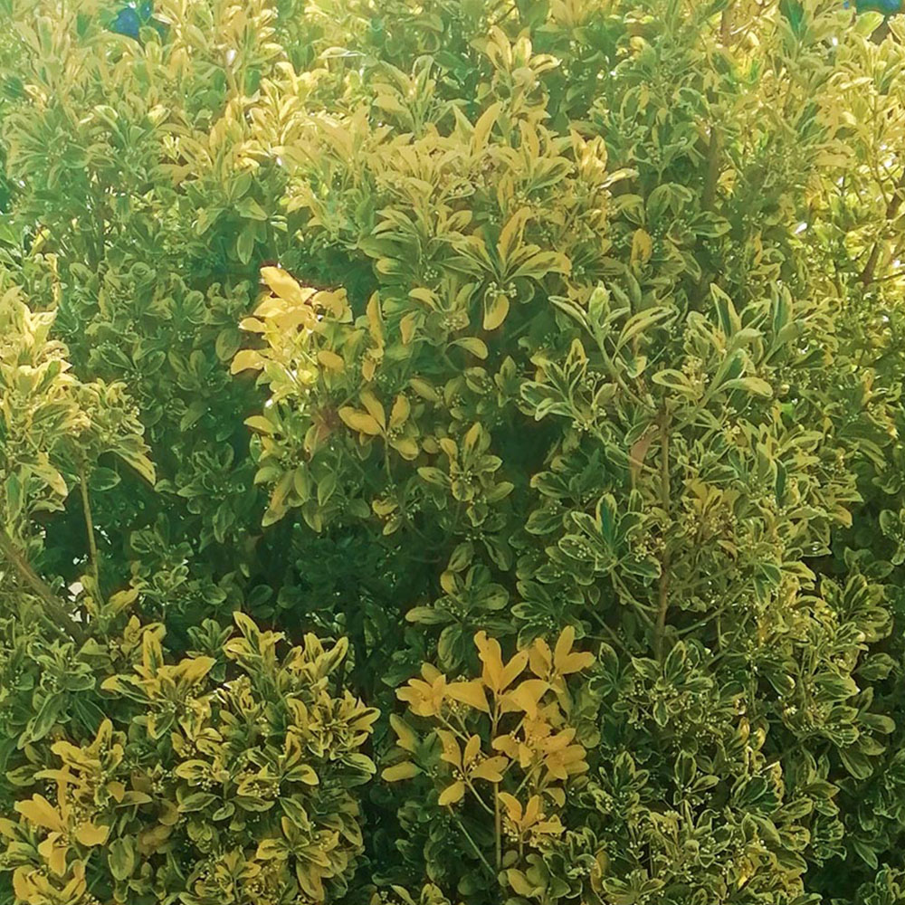 Inspirational Gifting Golden Privet Evergreen Bare Root Hedge Plant Sapling 2-3ft 5 Pack Image 2