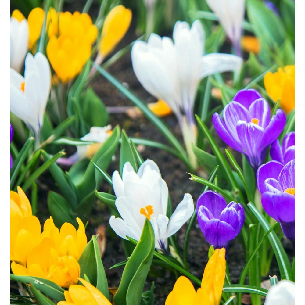 Thompson and Morgan Crocus Botanical Mixed Planting Bulb 80 Pack Image 2