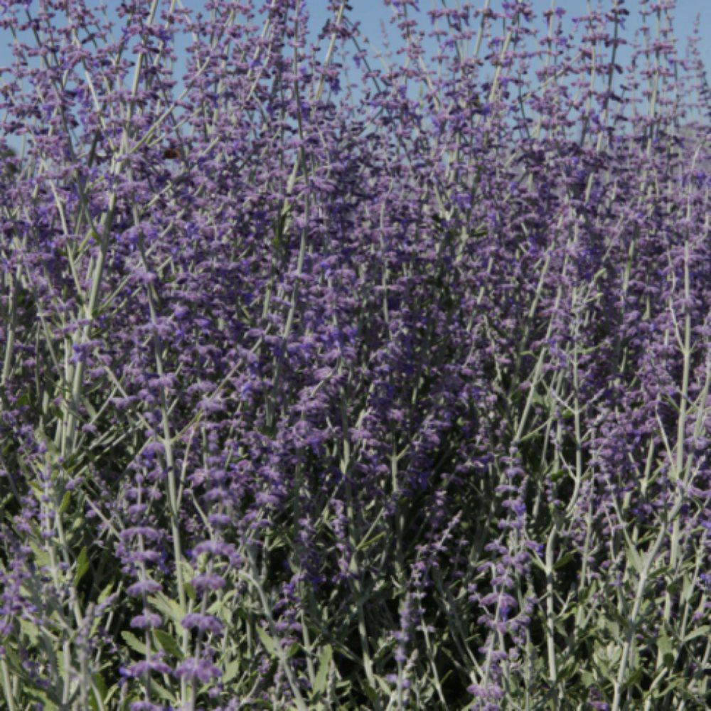 Thompson and Morgan Perovskia Atriplicifolia Little Spire Plant Pot 3.6L Image 3