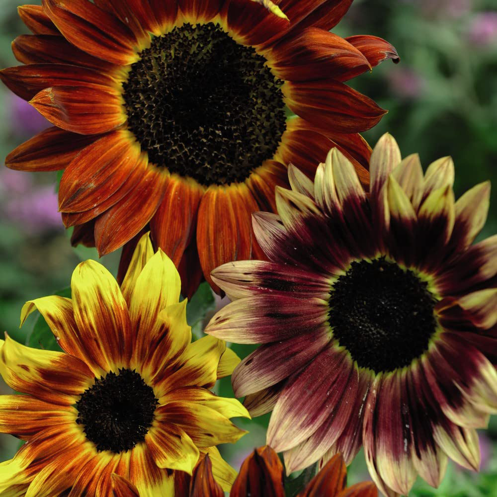 Thompson and Morgan Sunflower Hybrid Harlequin Seeds Image