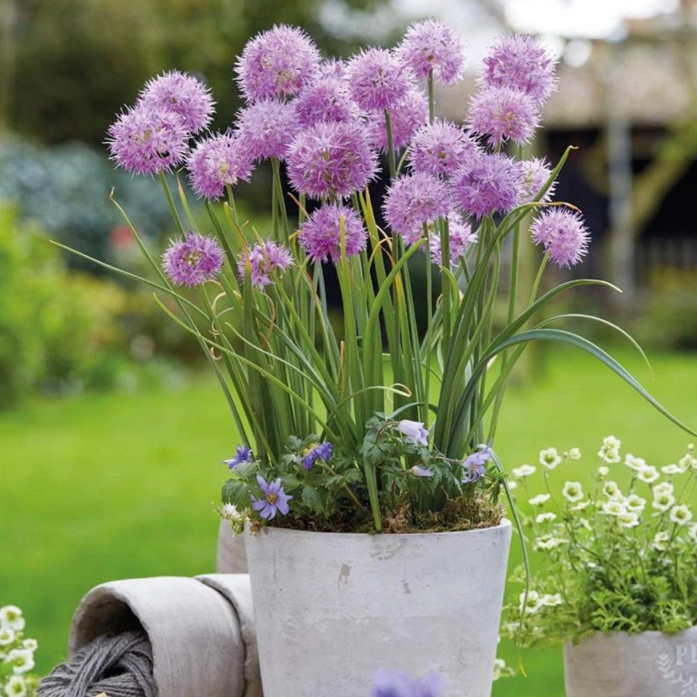 Thompson and Morgan Allium Rosy Dream Planting Bulb 6 Pack Image 2
