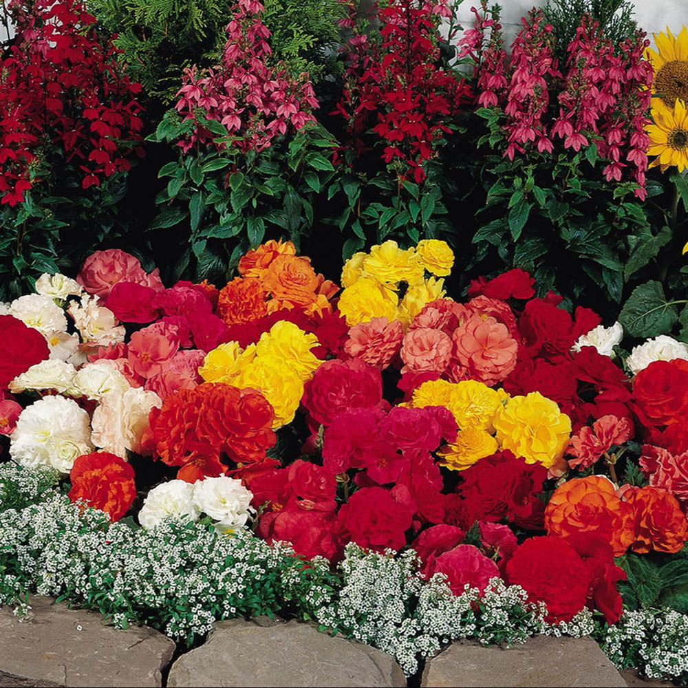 Thompson & Morgan Begonia Nonstop Mixed Tuber 10 Pack Image 2