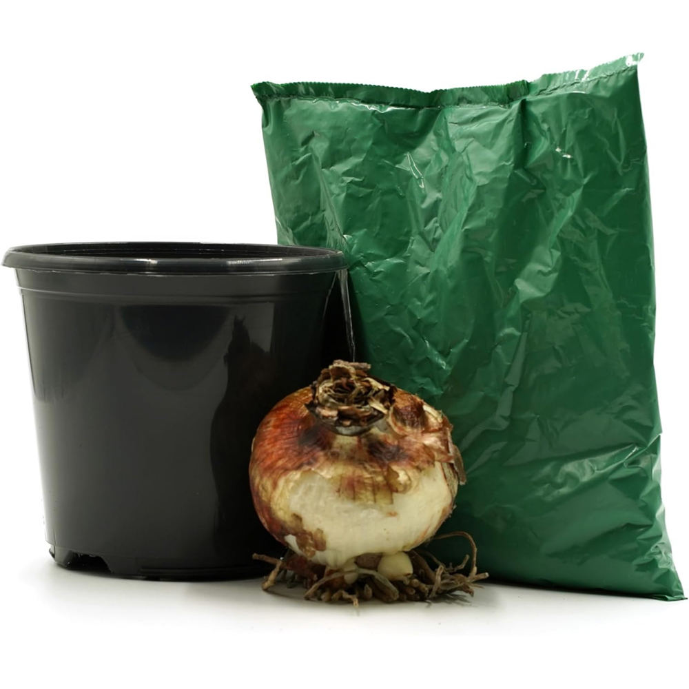 GreenBrokers White Amaryllis Planting Bulb Gift Kit Image 3