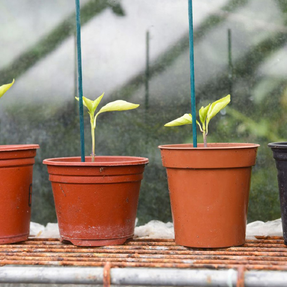 Garden Gear 20cm Green Plant Canes 10 Pack Image 3