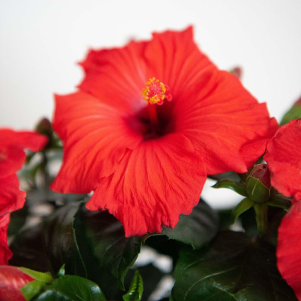 Thompson and Morgan Christmas Gift Hibiscus Flair Plant Pot 13cm Image 5