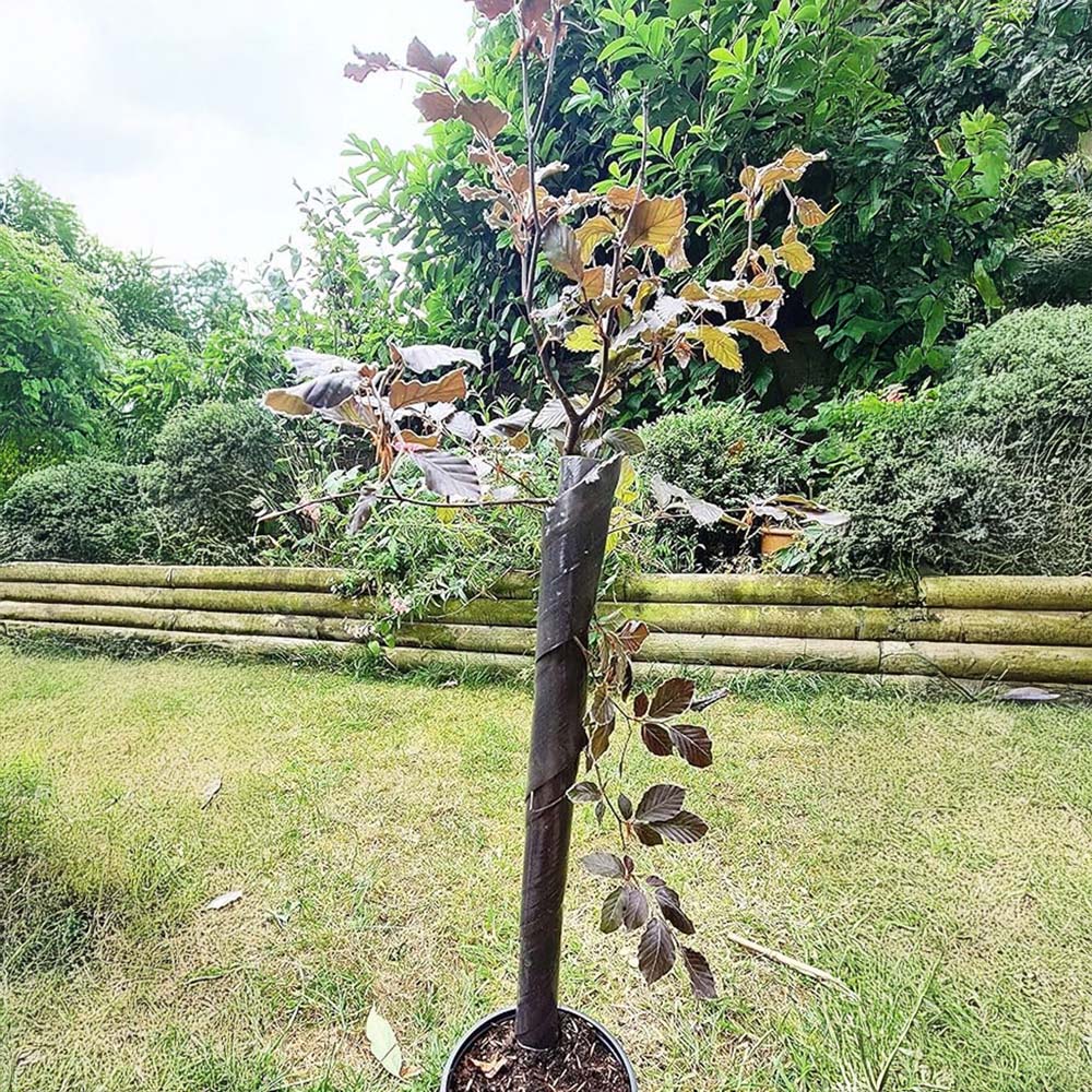 Inspirational Gifting Brown Spiral Tree Guard with Canes 60cm x 38mm 100 Pack Image 2