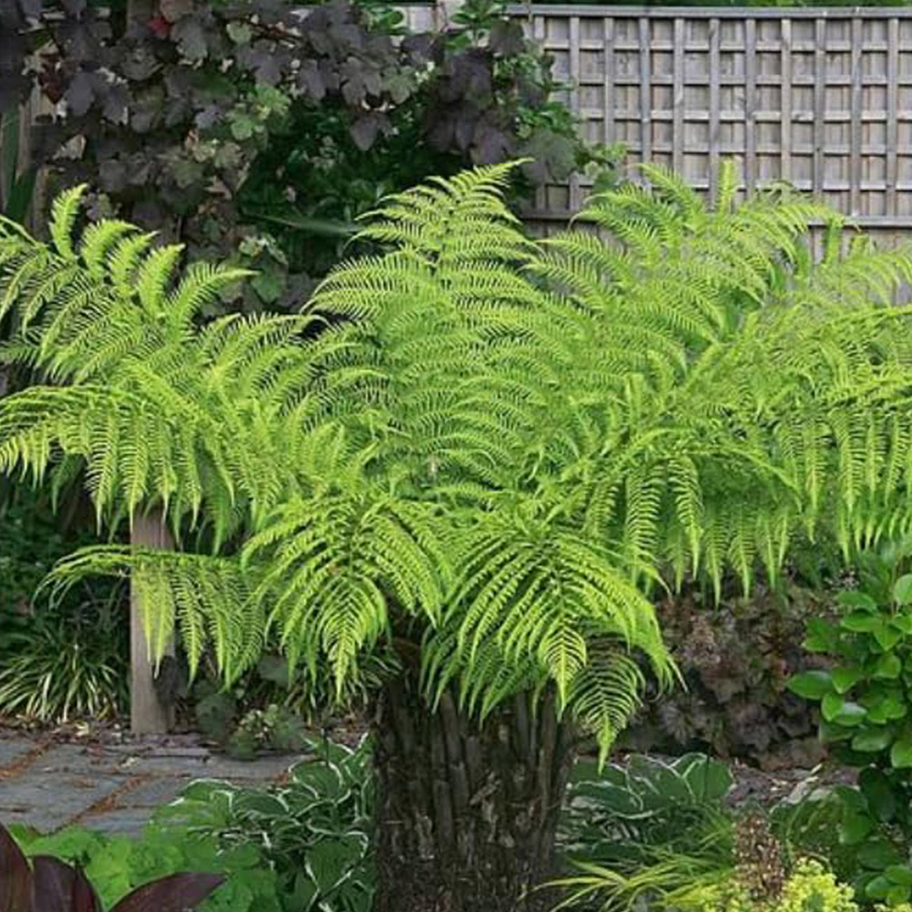 Thompson and Morgan Dicksonia Antarctica Australian Fern Tree 3ft Image 2