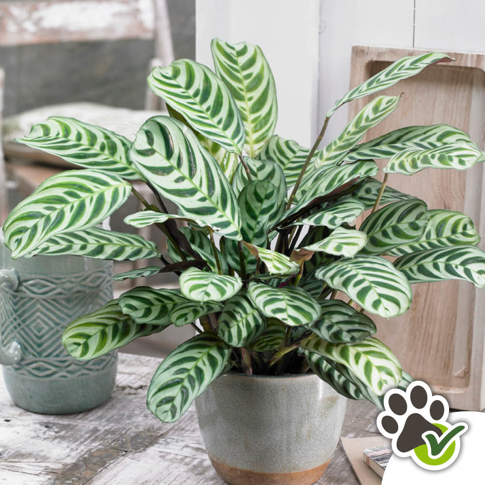 YouGarden Never Never Plant with Off White Recycled Pot Cover 12cm Image 5