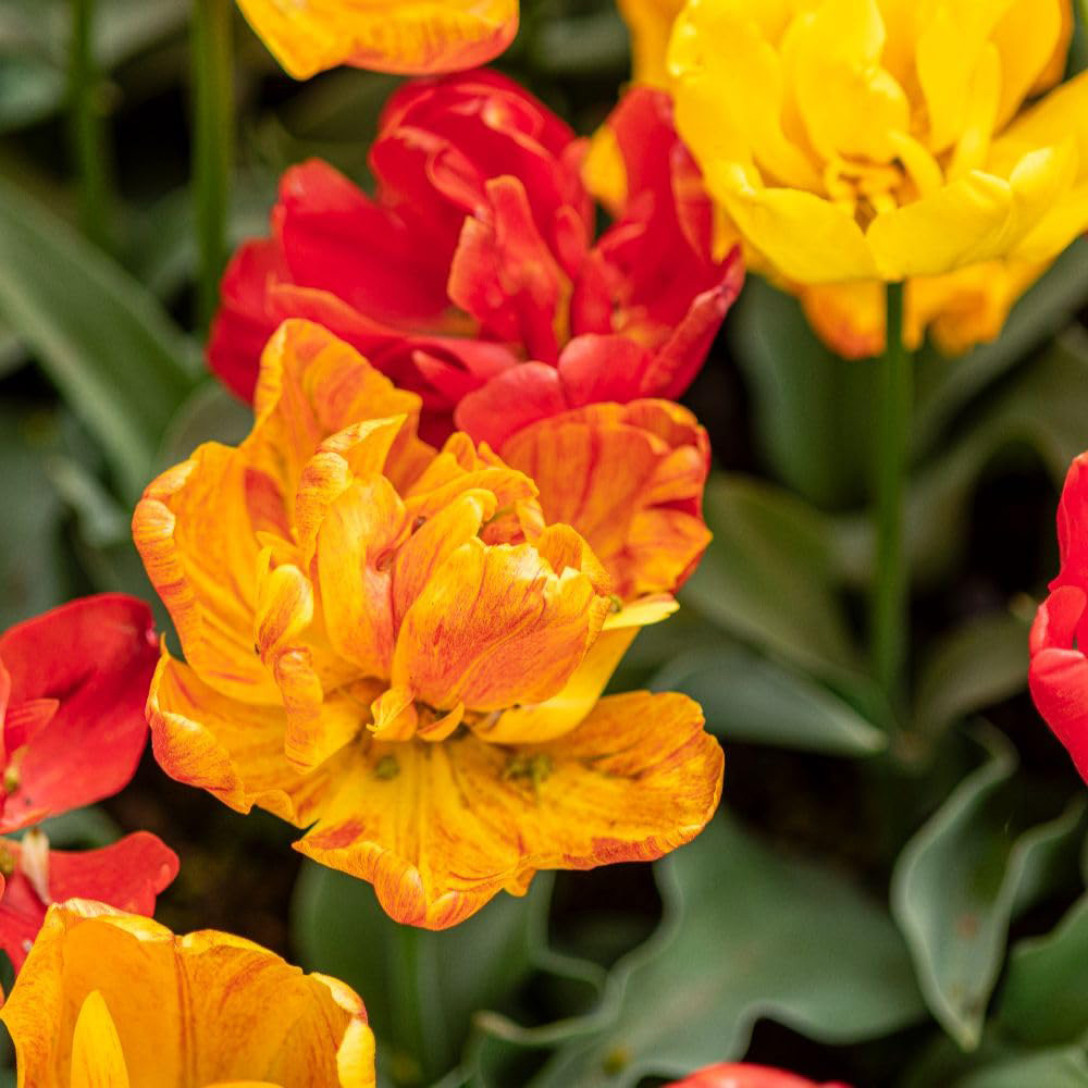 Thompson and Morgan Tulip Baby Blend Bulbs 8 Pack Image 6