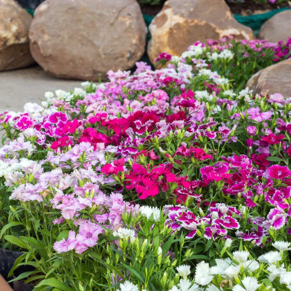 Thompson and Morgan Dianthus Pinks Festival Mixed Garden Ready Plant 15 Pack Image 4