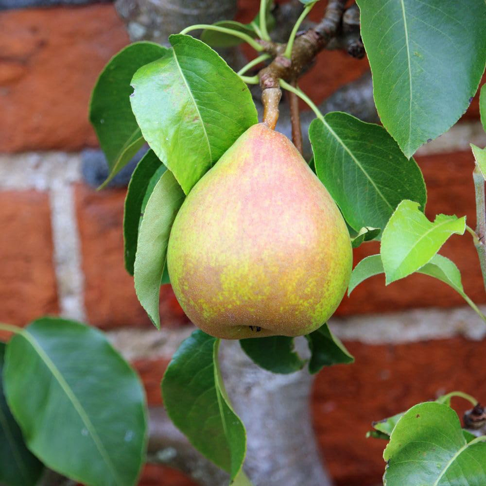 Thompson and Morgan Wonder Tree Pear Doyenne Du Comice Plant Pot 24cm 2 Pack Image 4