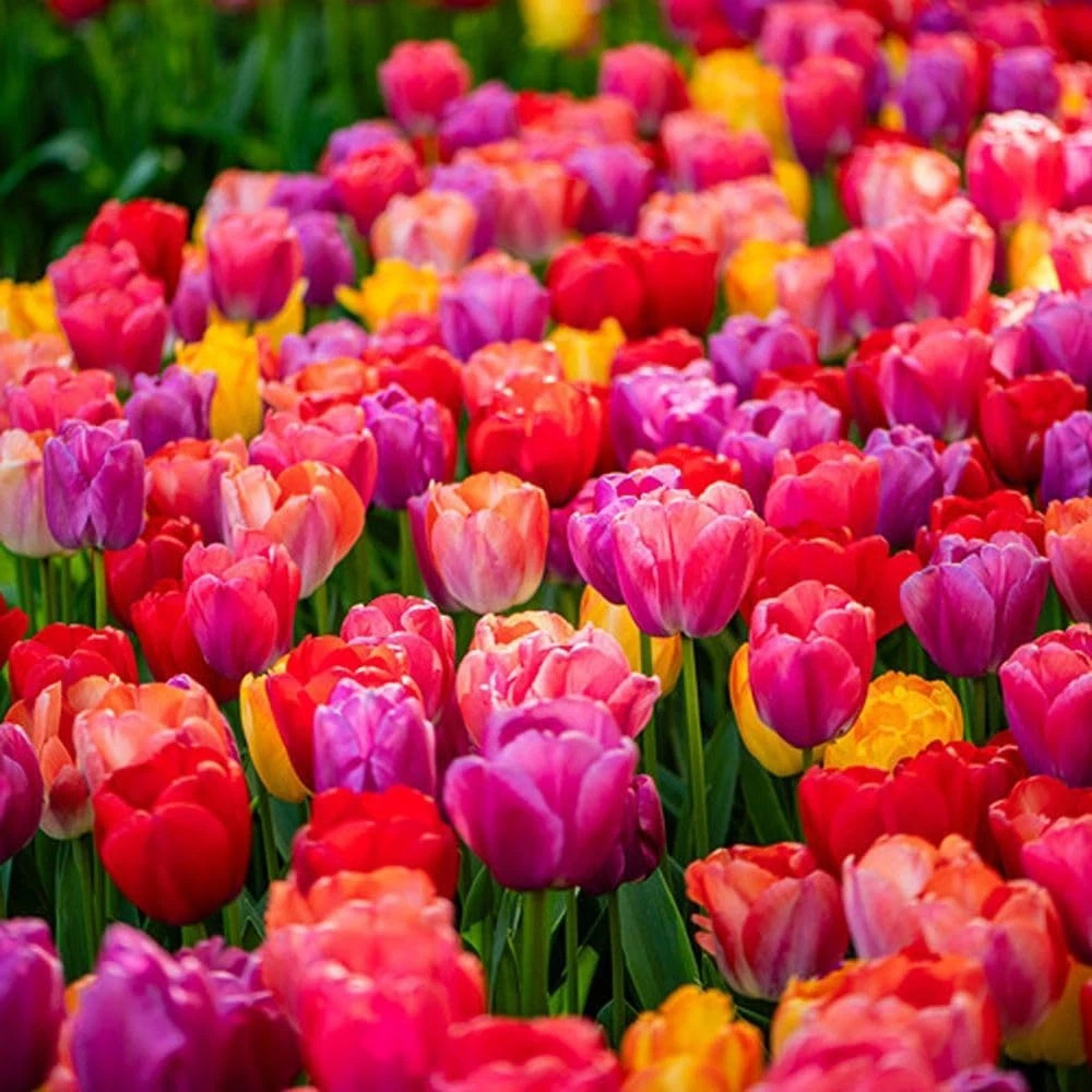 Thompson and Morgan Tulip Giant Collection Planting Bulb 20 Pack Image 5