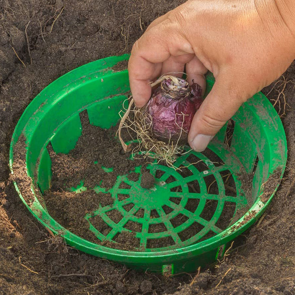 Thompson and Morgan Lily Pretty Woman Planting Bulb 10 Pack with 2 Planting Bulb Baskets Image 5