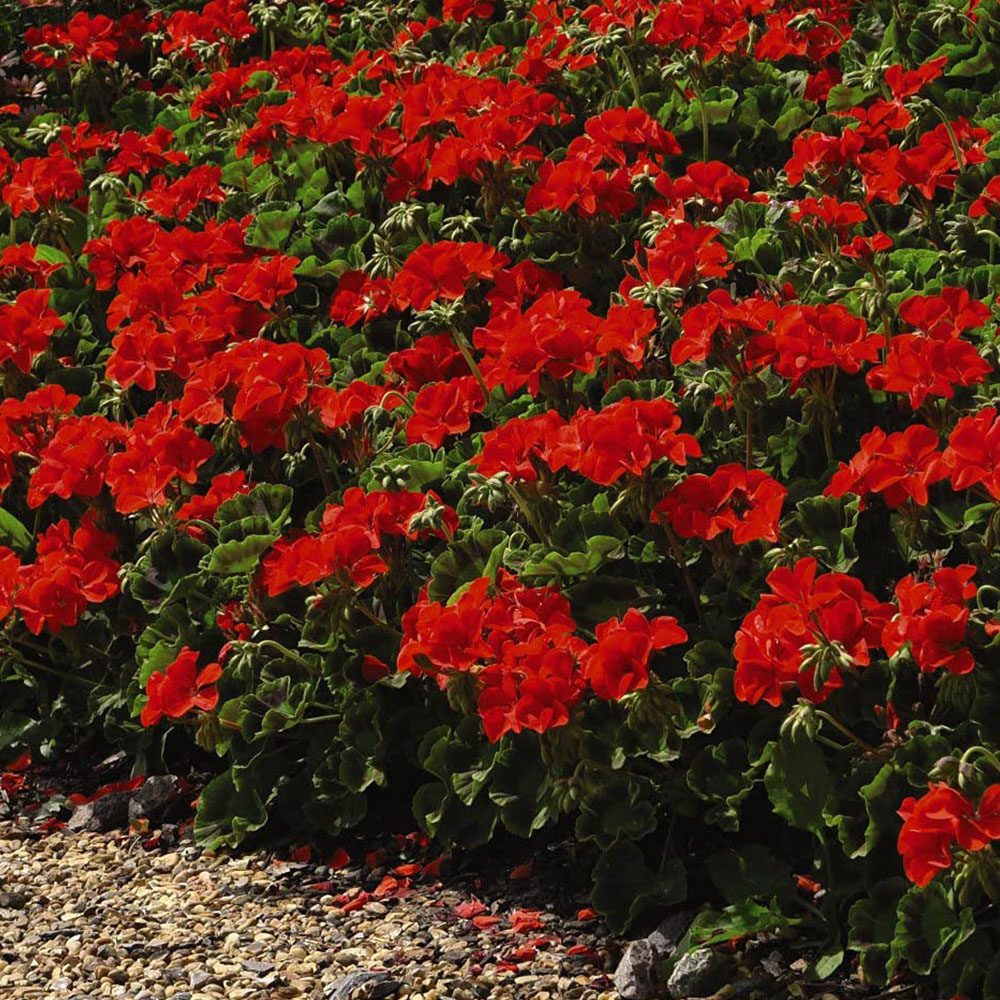 Thompson and Morgan Geranium Best Red Plant Plug 24 Pack Image 4