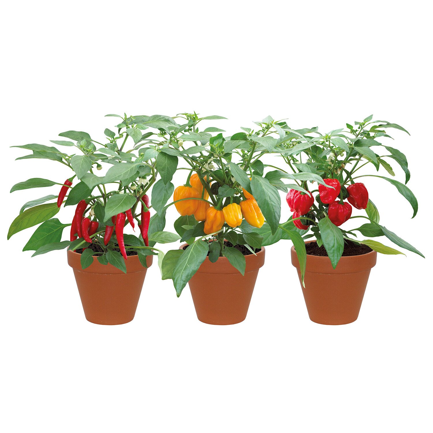 Terracotta Chilli Trio Grow Set Image 3