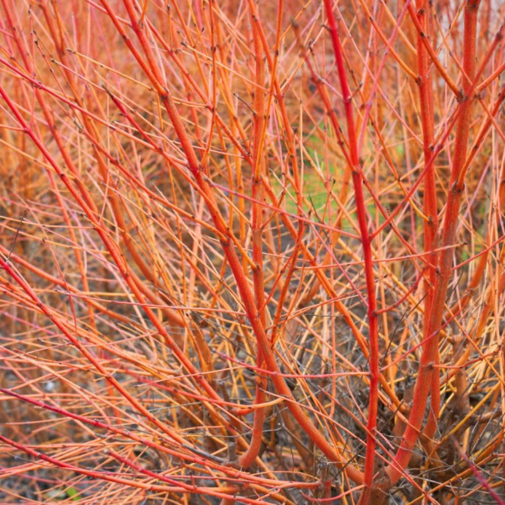 Thompson and Morgan Cornus Winter Duo Plant Pot 9cm 4 Pack Image 3